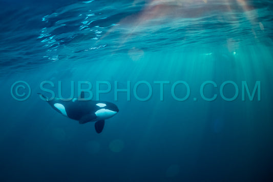 orcas or killer whales in KvÃ¦nangen fjord in Norway hunting for herrings