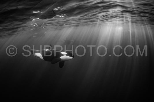 orcas or killer whales in KvÃ¦nangen fjord in Norway hunting for herrings
