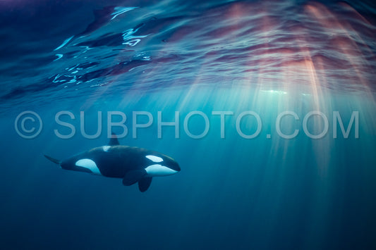 orcas or killer whales in KvÃ¦nangen fjord in Norway hunting for herrings