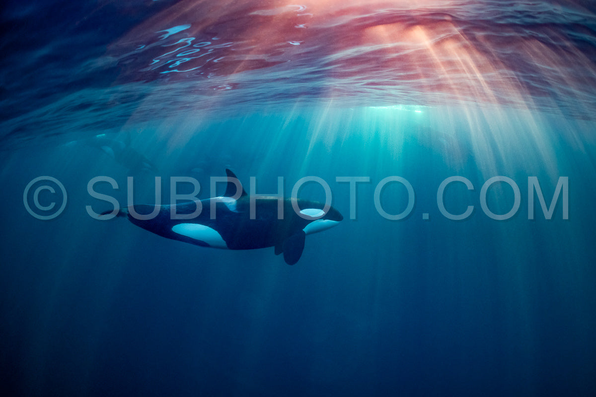 Photo de orques ou épaulards dans le fjord de Kvaenangen en Norvège chassant des harengs