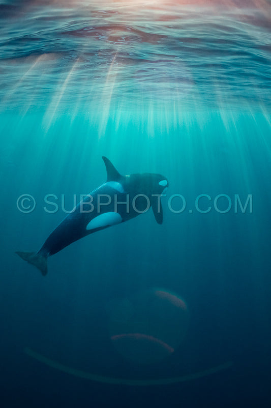 orcas or killer whales in KvÃ¦nangen fjord in Norway hunting for herrings