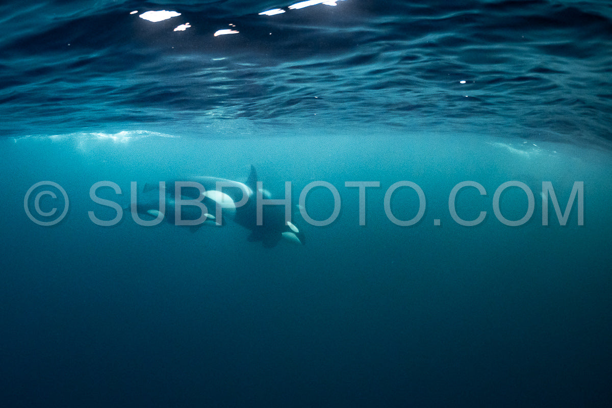 orcas or killer whales in KvÃ¦nangen fjord in Norway hunting for herrings
