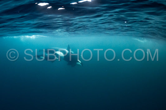 orcas or killer whales in KvÃ¦nangen fjord in Norway hunting for herrings