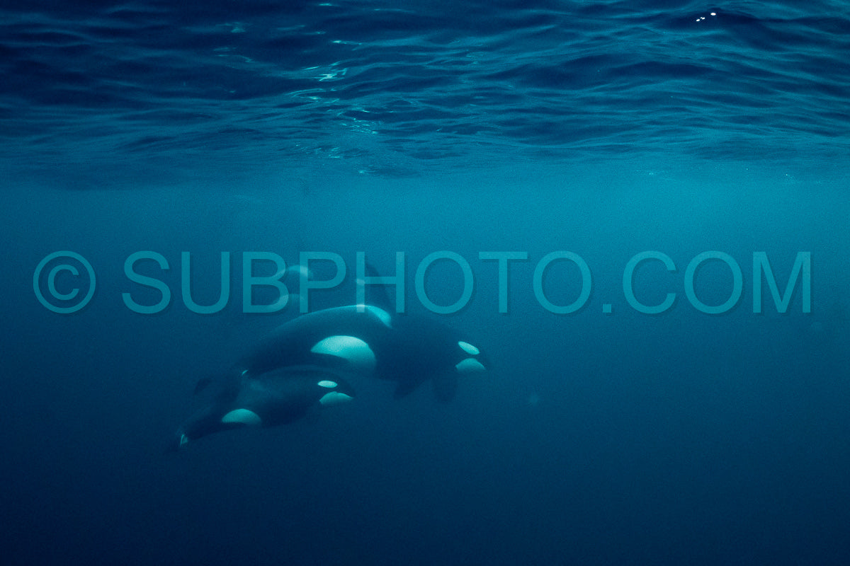 orcas or killer whales in KvÃ¦nangen fjord in Norway hunting for herrings
