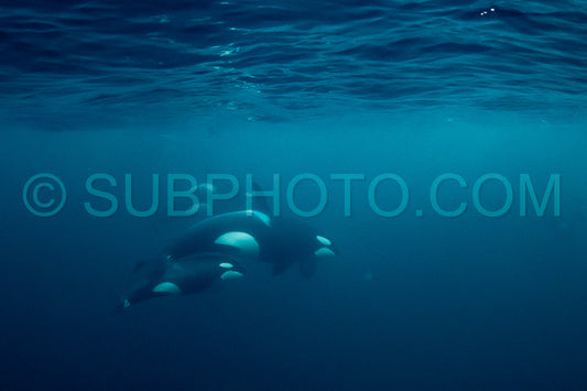 orcas or killer whales in KvÃ¦nangen fjord in Norway hunting for herrings