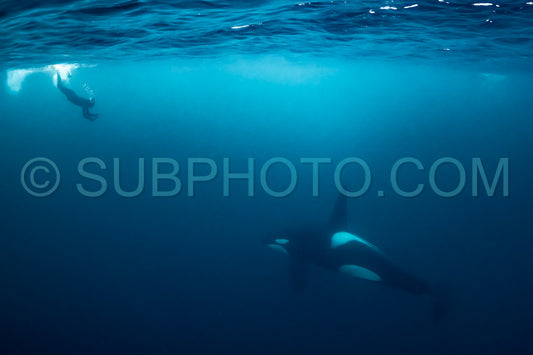 orcas or killer whales in KvÃ¦nangen fjord in Norway hunting for herrings