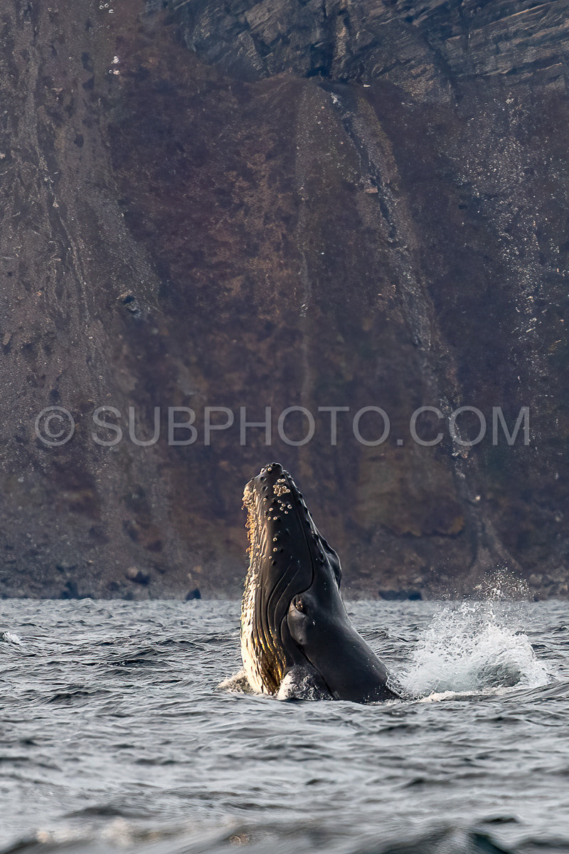 Photo de baleine à bosse dans le fjord de Kvénnangen norvège