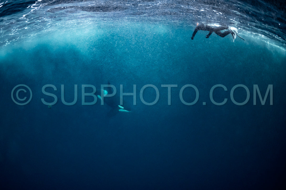 orcas or killer whales in KvÃ¦nangen fjord in Norway hunting for herrings