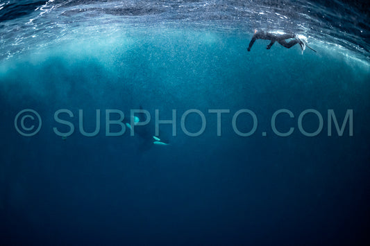 orcas or killer whales in KvÃ¦nangen fjord in Norway hunting for herrings