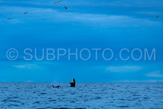orcas or killer whale in KvÃ¦nangen fjord norway