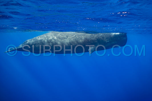 Photo de cachalot autour de l'île Maurice