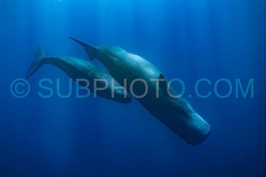 Photo de cachalot autour de l'île Maurice