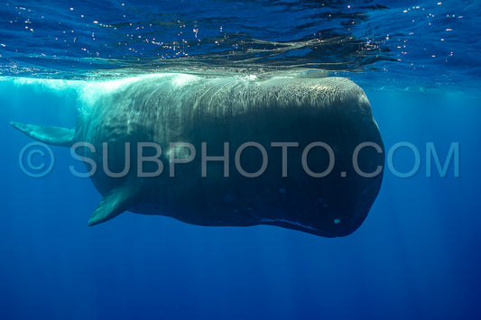 Photo de cachalot autour de l'île Maurice