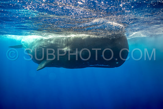 Photo de cachalot autour de l'île Maurice