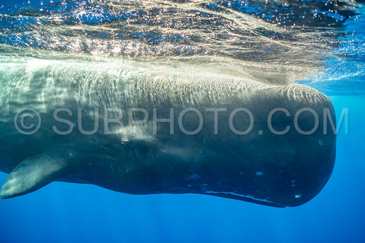 Photo de cachalot autour de l'île Maurice