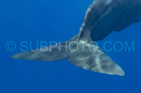 Photo de cachalot autour de l'île Maurice