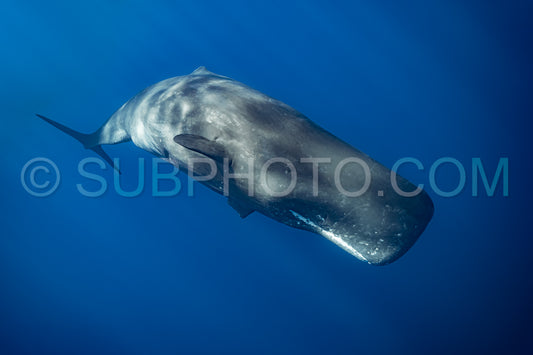 sperm whale or cachalot around the island of Mauritius