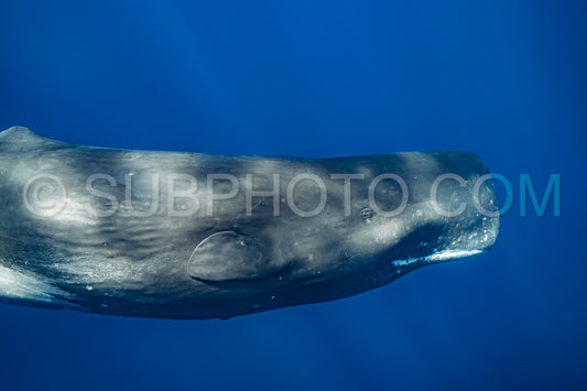 Photo de cachalot autour de l'île Maurice