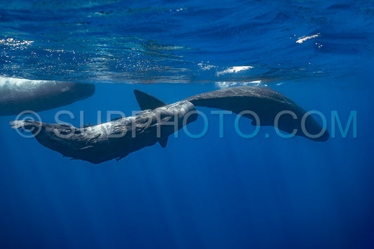Photo de cachalot autour de l'île Maurice