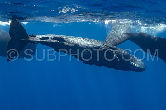Photo de cachalot autour de l'île Maurice