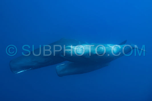 sperm whale or cachalot around the island of Mauritius