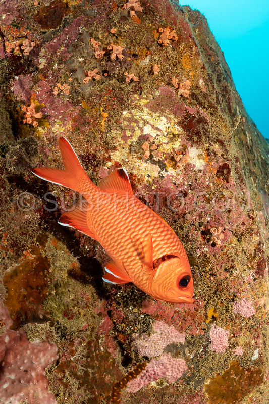 robust soldierfish