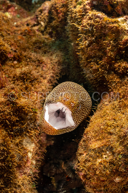 Photo de whitemouth moray