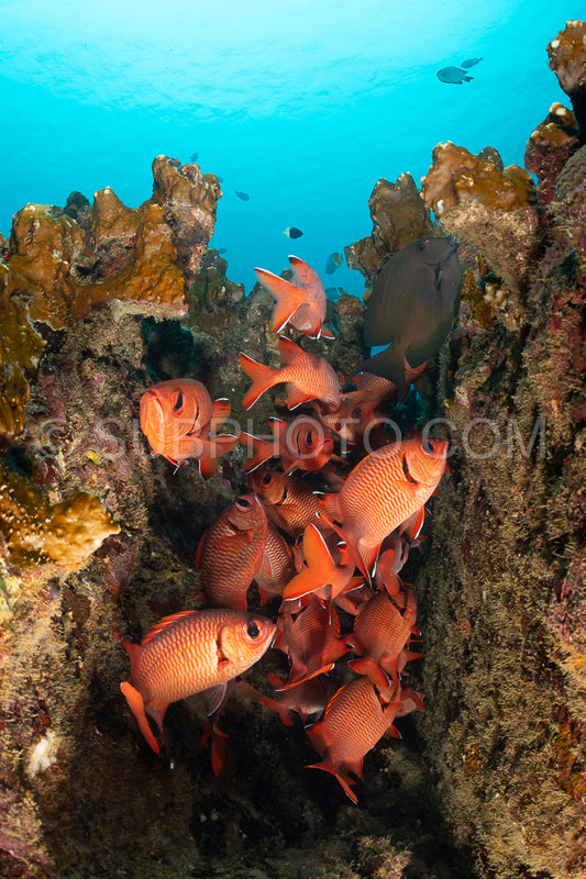 Photo de banc de poissons-soldats robustes