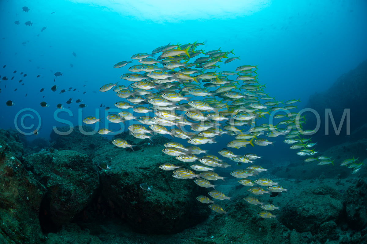 Photo de Le vivaneau (Lutjanus lutjanus) est une espèce de poisson qui se caractérise par une grande diversité de formes et de couleurs.