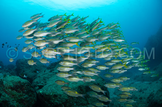 Photo de Le vivaneau (Lutjanus lutjanus) est une espèce de poisson qui se caractérise par une grande diversité de formes et de couleurs.