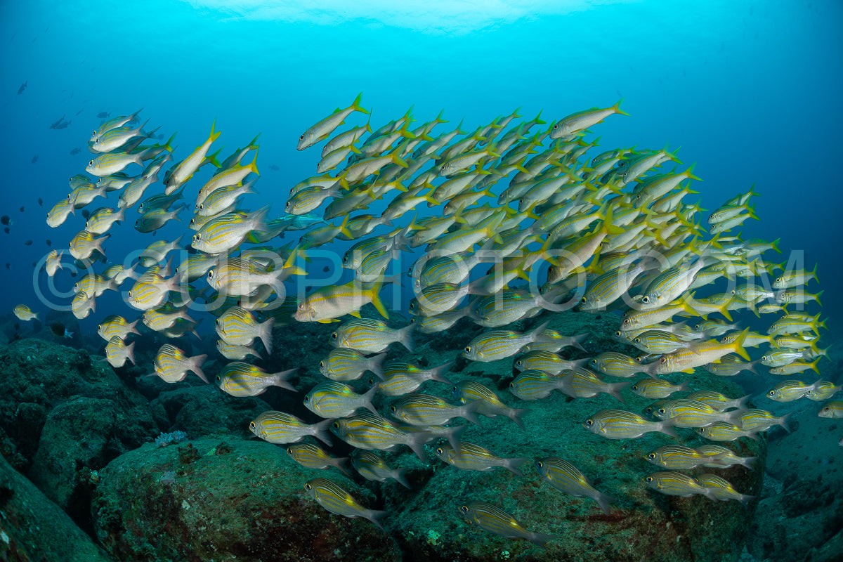 Photo de Le vivaneau (Lutjanus lutjanus) est une espèce de poisson qui se caractérise par une grande diversité de formes et de couleurs.