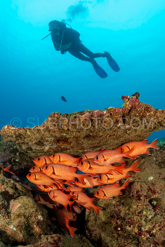 woman diver with school of robust soldierfish