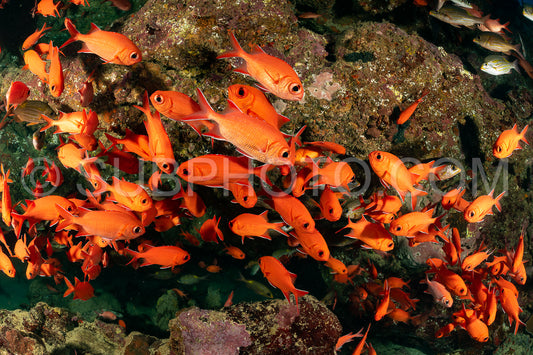 Photo de banc de poissons-soldats robustes
