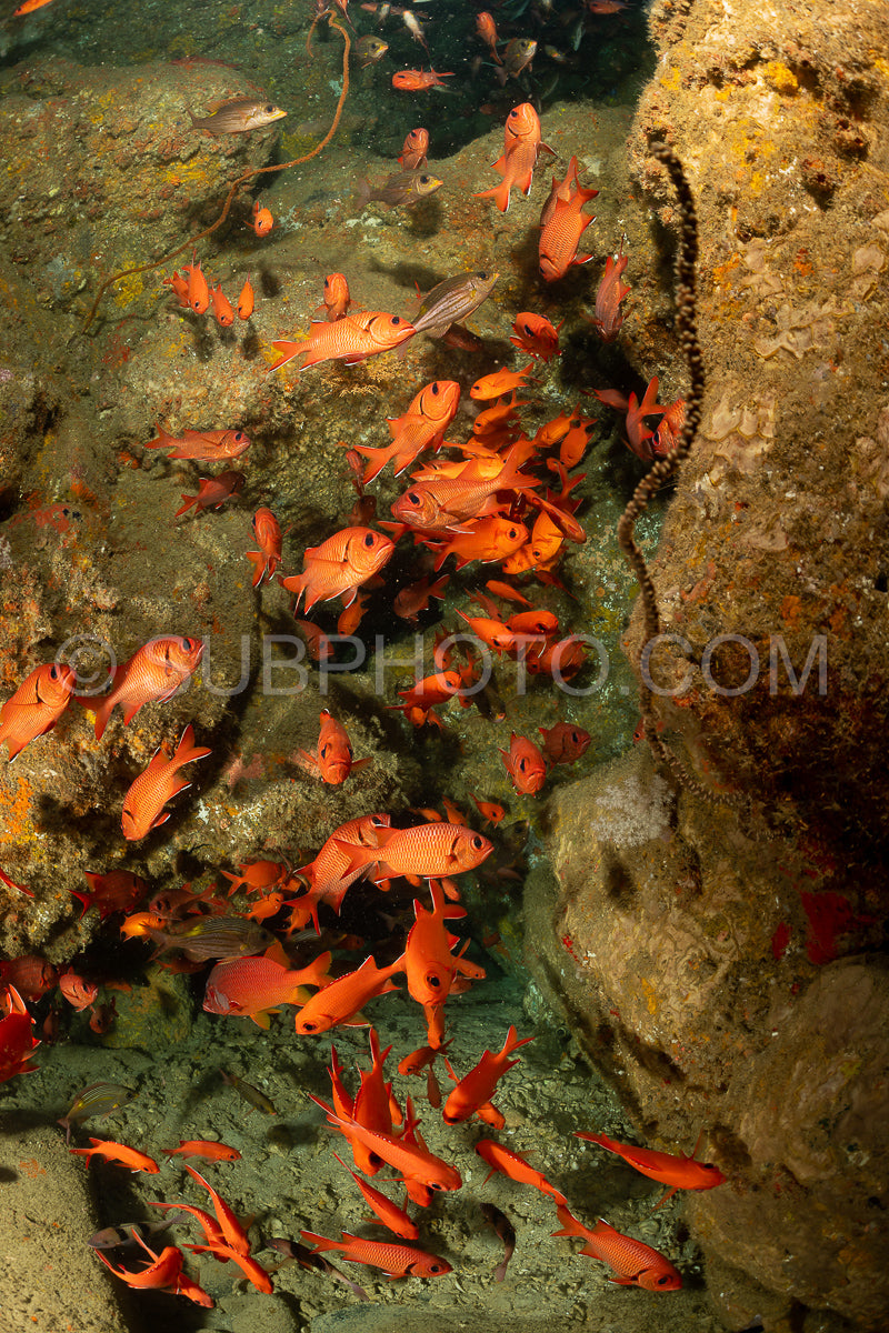Photo de banc de poissons-soldats robustes
