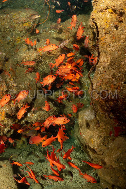 Photo de banc de poissons-soldats robustes