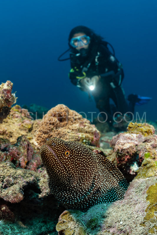 whitemouth moray with a woman diver