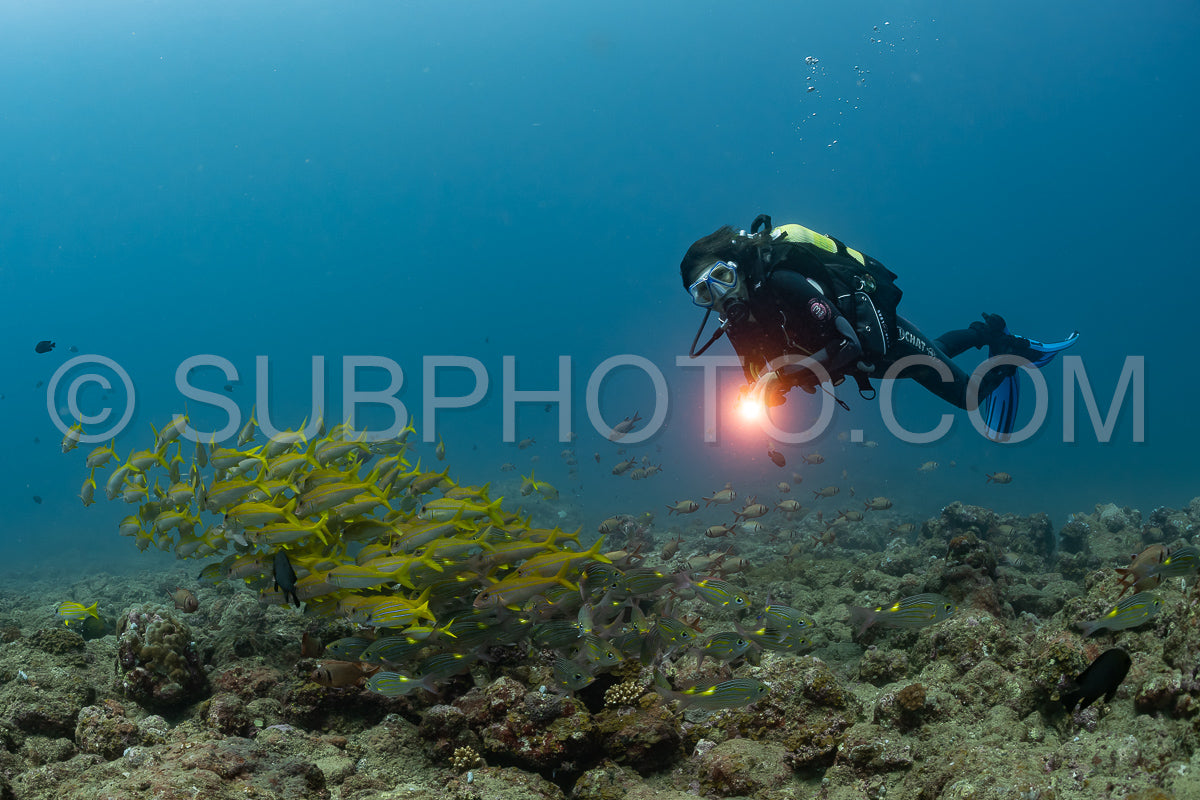 woman diver with various fish species