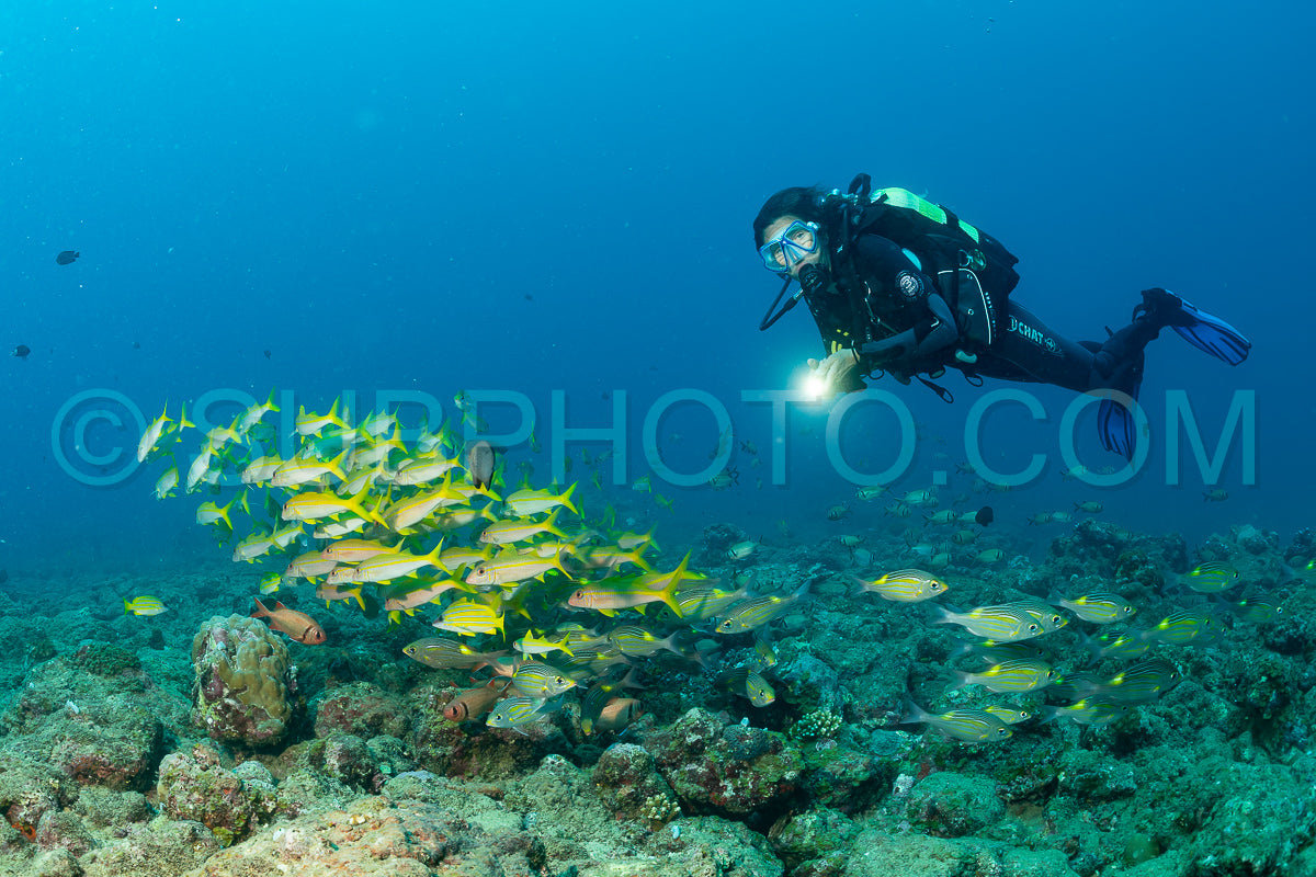 woman diver with various fish species