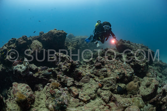 woman diver visiting a coral reef