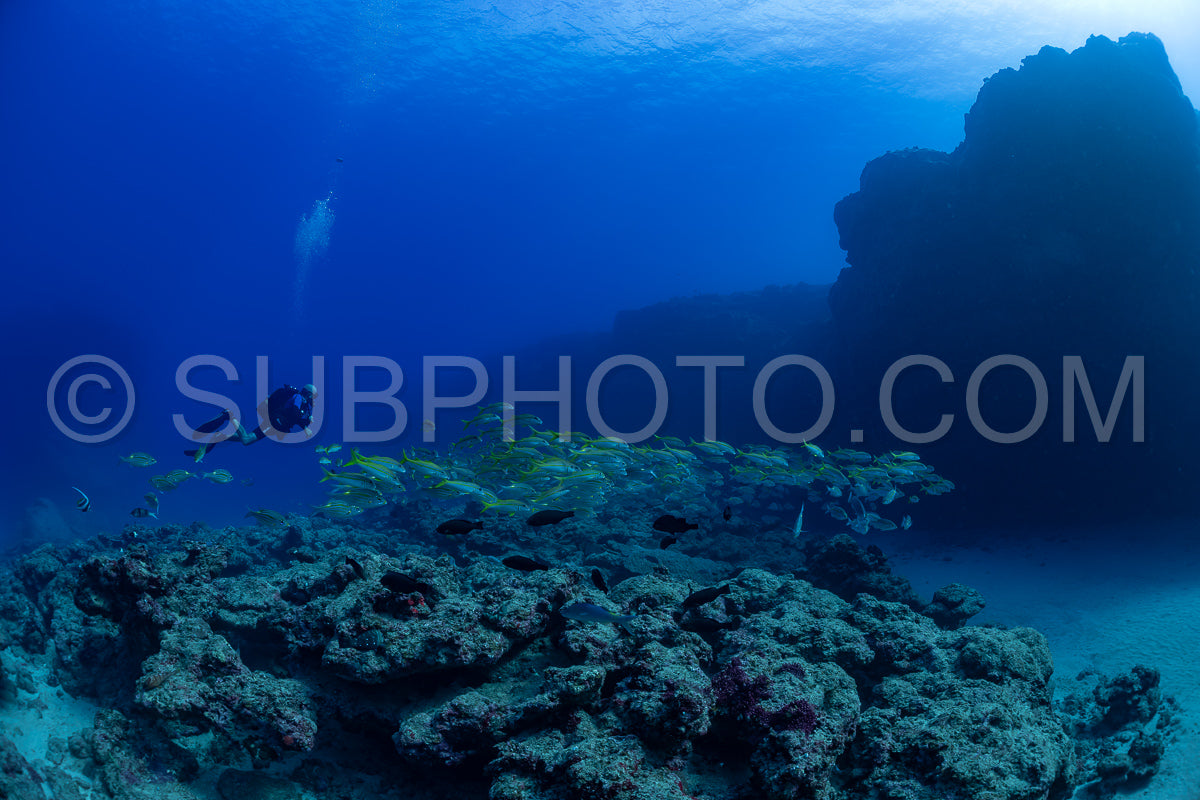 woman diver with school of yellowfin goatfish