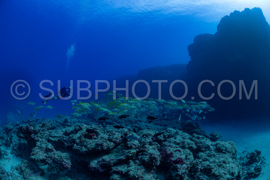 woman diver with school of yellowfin goatfish