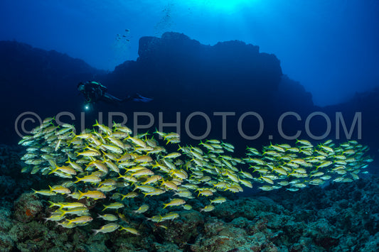 woman diver with school of yellowfin goatfish