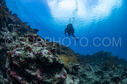 woman diver visiting a coral reef