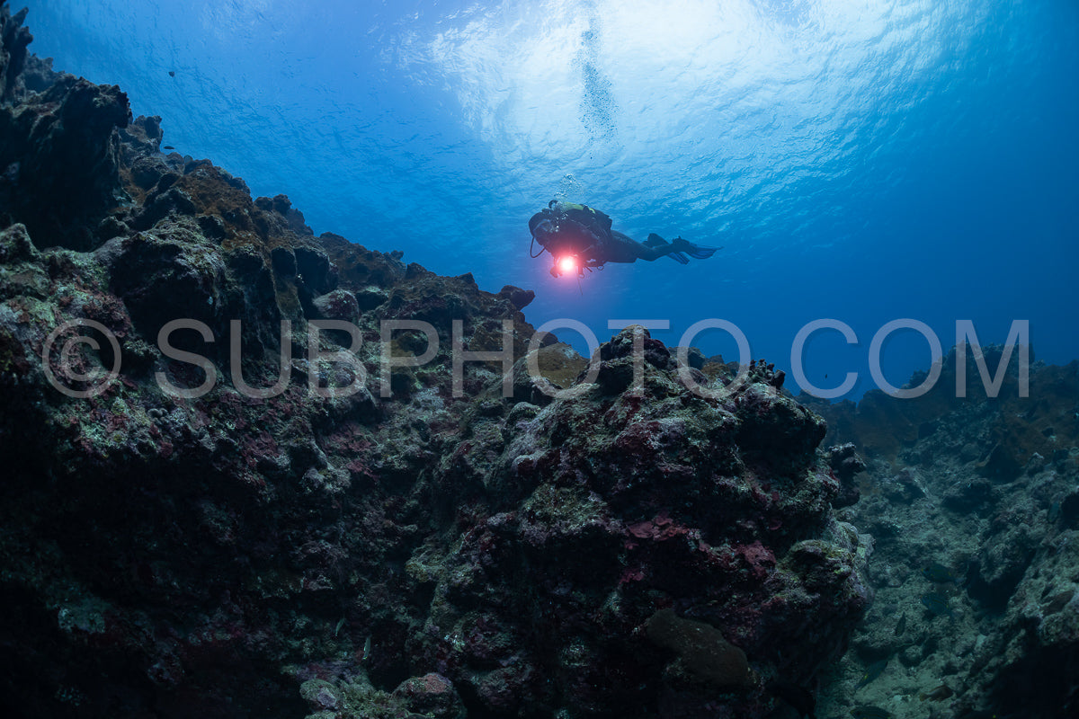 woman diver visiting a coral reef