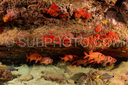 Photo de banc de poissons-soldats robustes