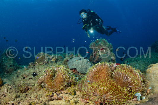 woman diver visiting a coral reef