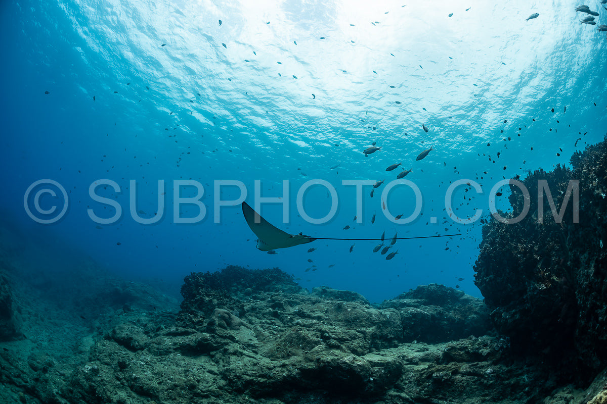 spotted eagle ray