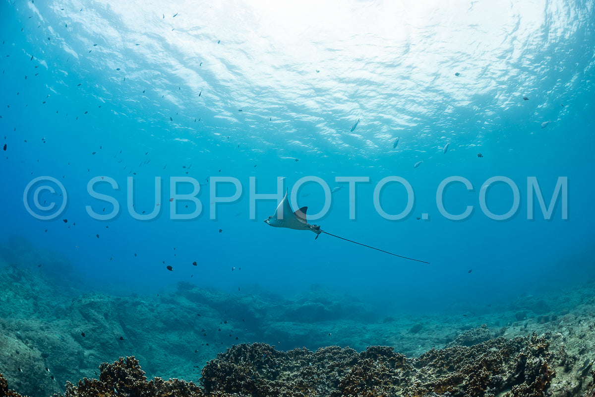 spotted eagle ray