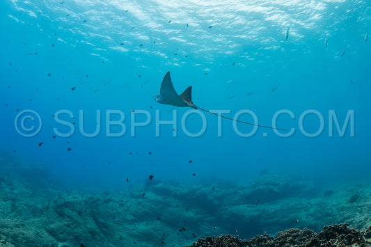 spotted eagle ray