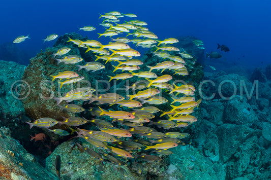 Photo de banc de vivaneaux (Lutjanus lutjanus)